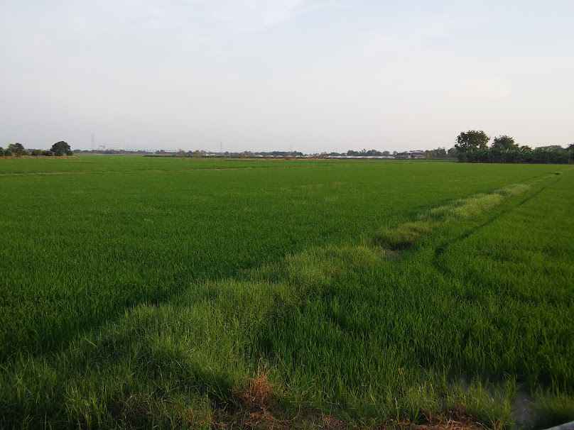 กลุ่มแม่บ้านรำมะสัก - 4