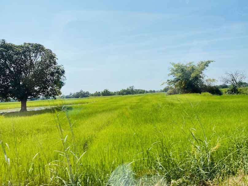 กลุ่มแม่บ้านเกษตรกรตำบลพรหมณี - 2