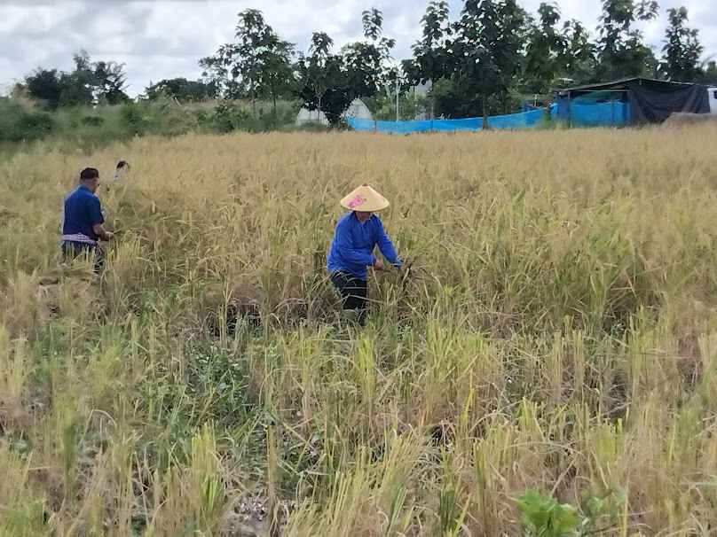 กลุ่มแม่บ้าน บ้านบุ่งผักกาด หมู่ 2 - 2