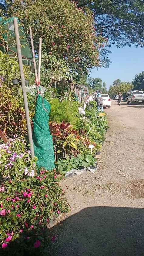 กาดไม้เจียงฮาย - 2