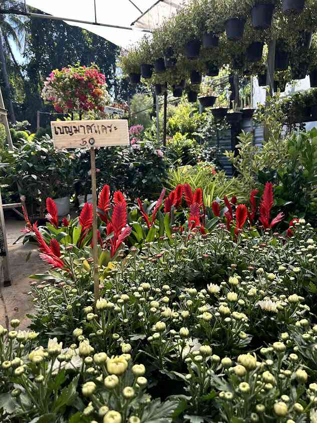 กาดไม้เจียงฮาย - 4