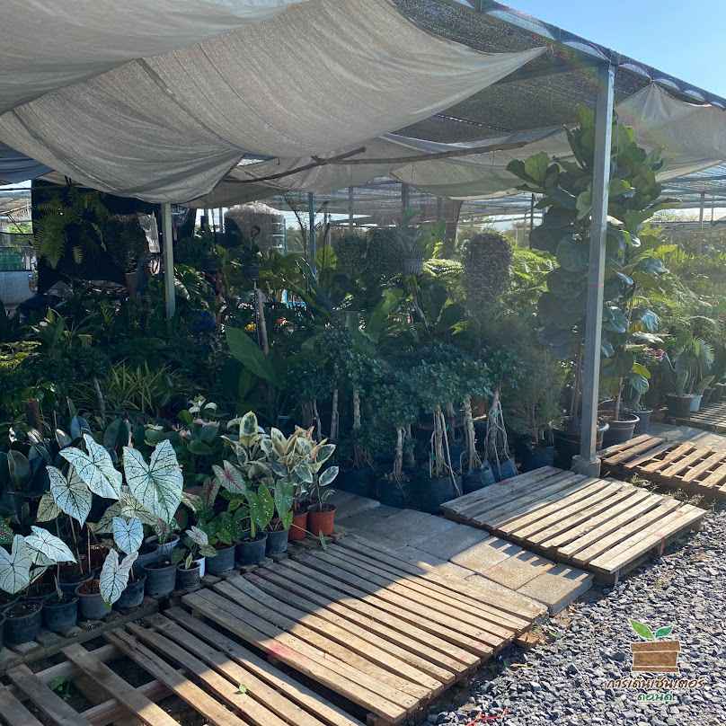 การ์เด้นเซ็นเตอร์ ดอนดู่ (Garden center Khon Kaen)