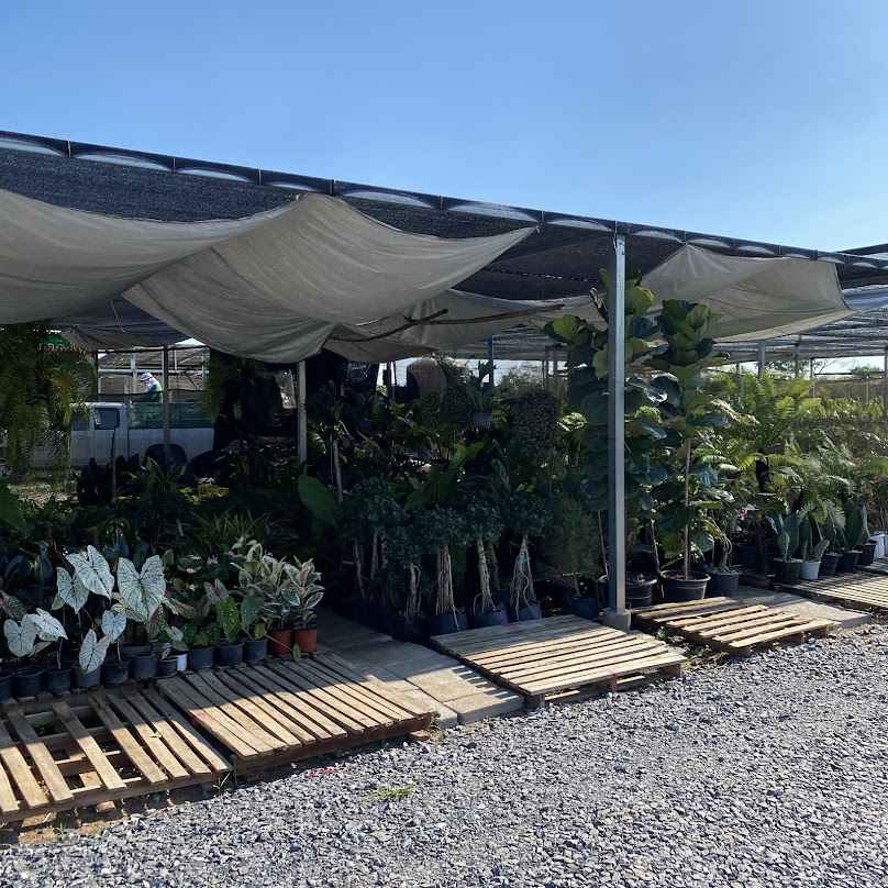 การ์เด้นเซ็นเตอร์ ดอนดู่ (Garden center Khon Kaen) - 2