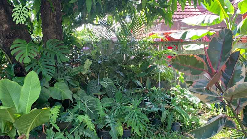 ขจีพรรณไม้ใบ ต้นไม้ฟอกอากาศเชียงใหม่ - 2