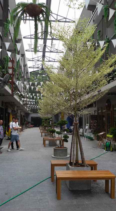 ขายต้นไม้ขุดล้อม สวนธนดล คลอง14 อำเภอหนองเสือ จังหวัดปทุมธานี - 2