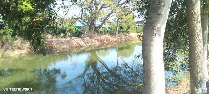 ขายต้นไม้รับจัดสวน
