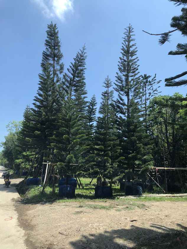 ขายต้นไม้ใหญ่ - 2