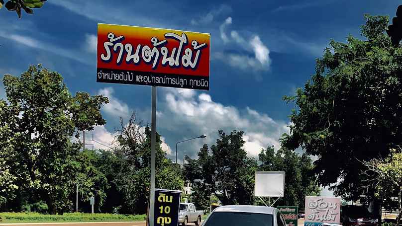 ขายต้นไม้ สุดเขตพิษณุโลก - 4
