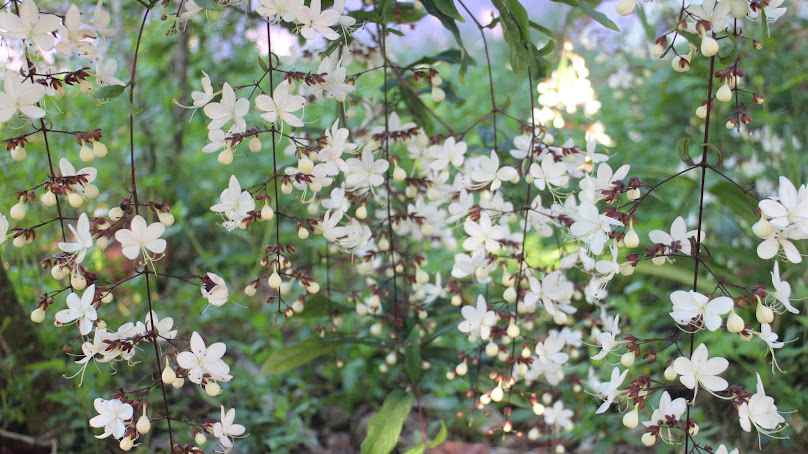 ขายต้นไม้ เชียงใหม่ Chiang Mai Gardens 59/5