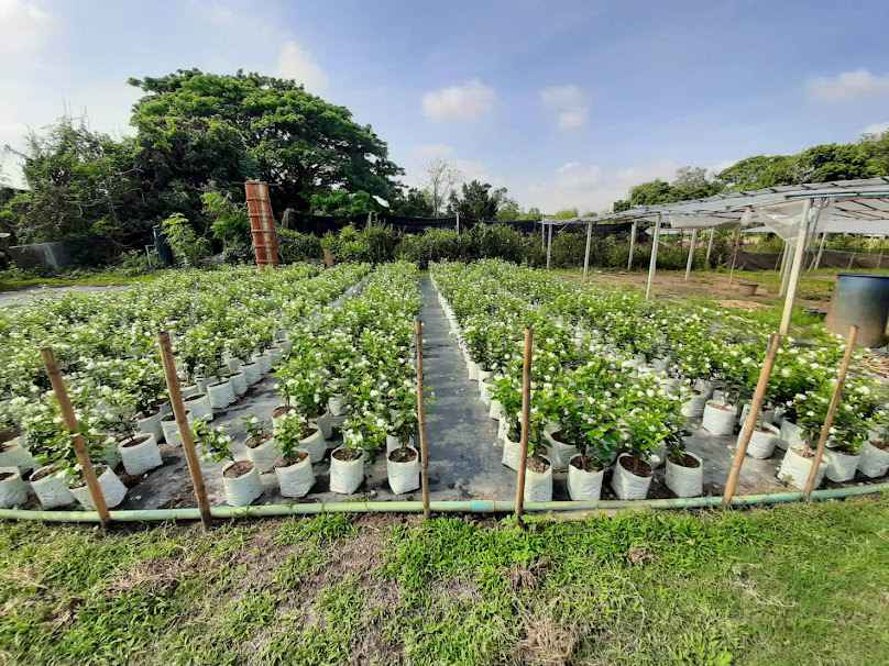 คนสวน แม่ริม (Amozonia landscape) - 3