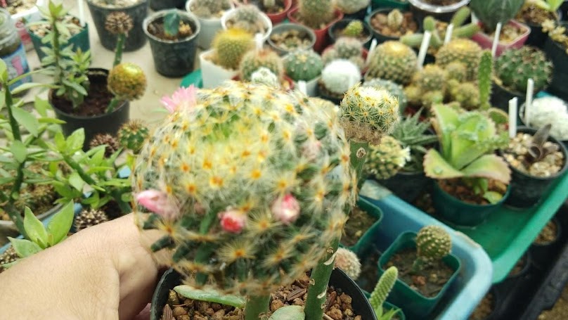 ครูแตนต้นไม้ใบหญ้า - 4