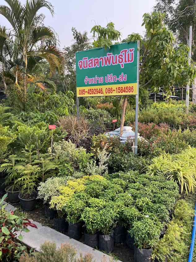 จนิสตาพันธุ์ไม้-ปลีก/ส่ง