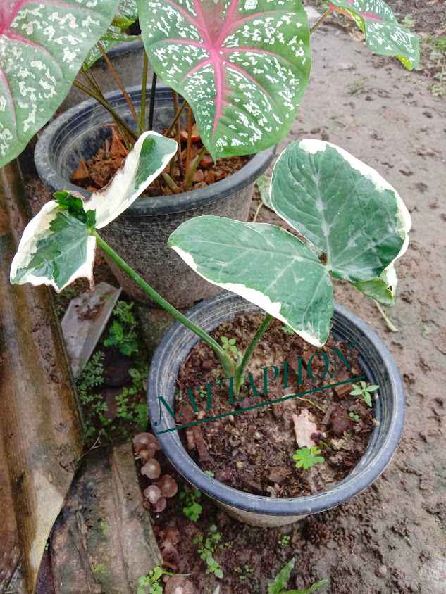 จำหน่ายต้นไม้พรหมคีรี