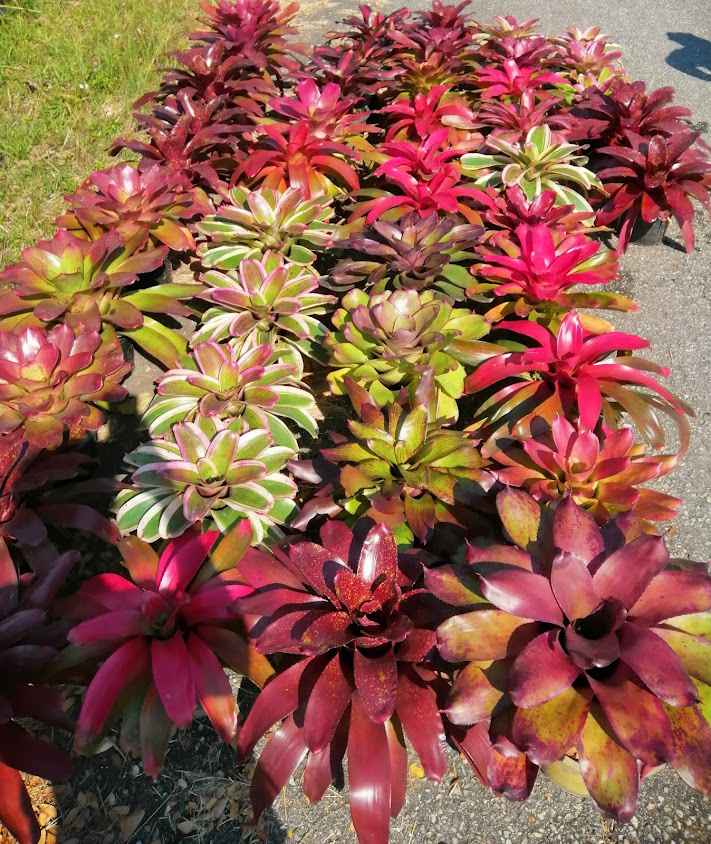 จำหน่ายสัปรดสีTukcin Garden