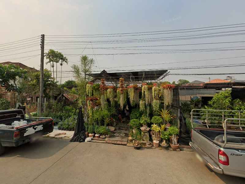 จิตรา ไม้ประดับ ขายต้นไม้ - 4
