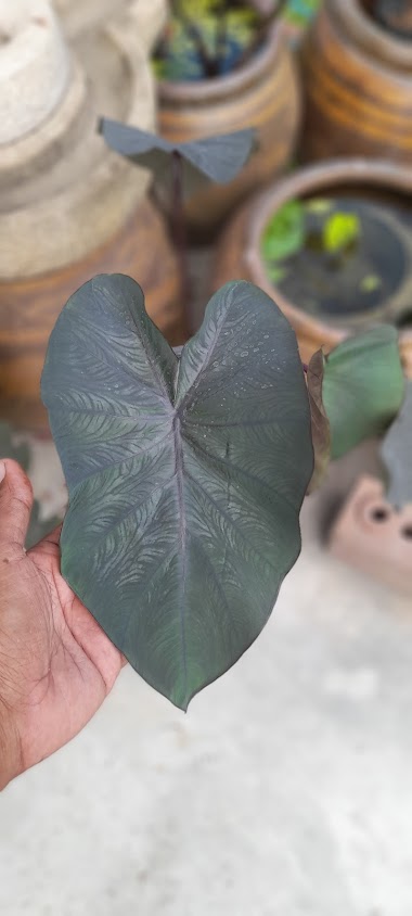 จุดนัดพบคนรักต้นไม้ที่สหกรณ์การเกษตรบางคนทีจำกัด - 2