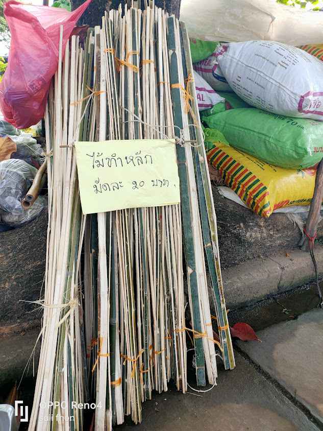 ณรงค์ทิพย์พันธุ์ไม้ - 2