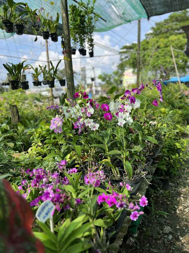ณิฎาพรรณไม้