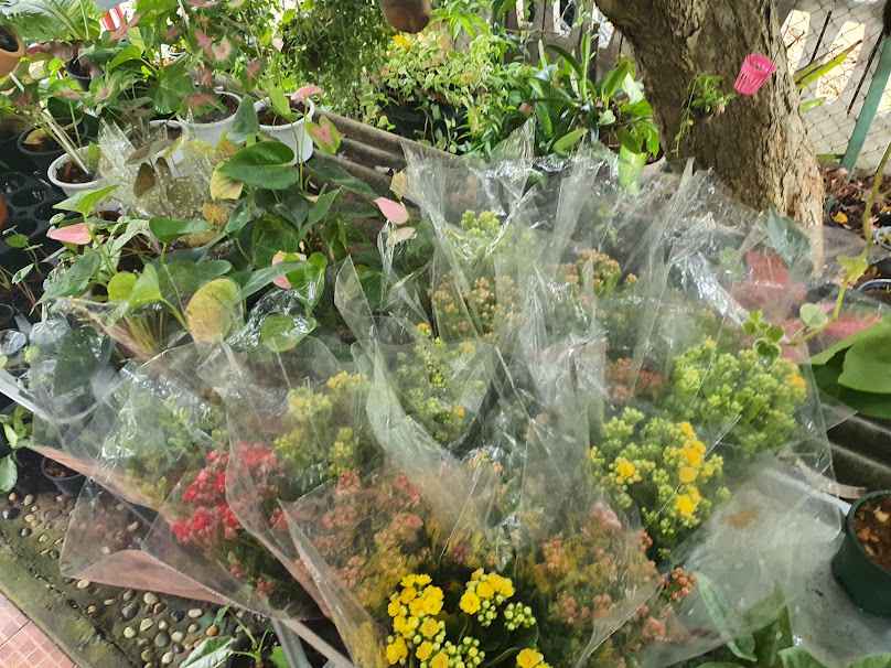 ณ นคร พันธุ์ไม้ - 3