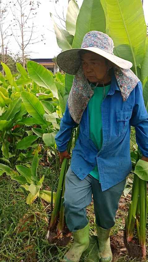 ดงบังไม้ดอก ไม้ประดับ - 2