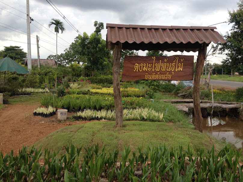 ดงมะไฟพันธุ์ไม้-Dongmafai Garden - 2