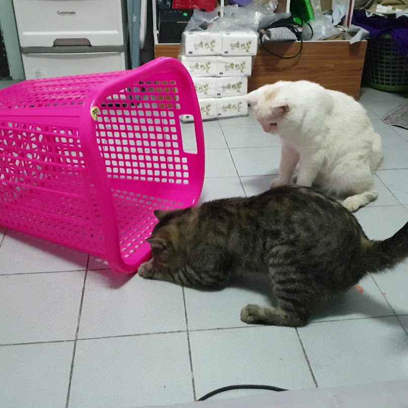 ดีพี แบตเตอรี่ แอนด์ โครม เชียงราย - 3