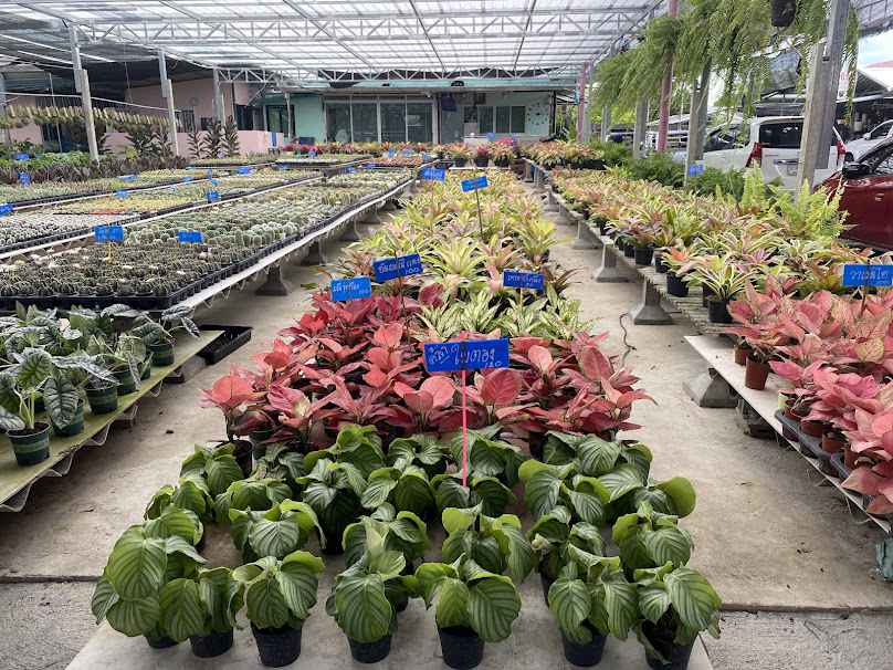 ตลาดขายส่งต้นไม้ พระเงิน