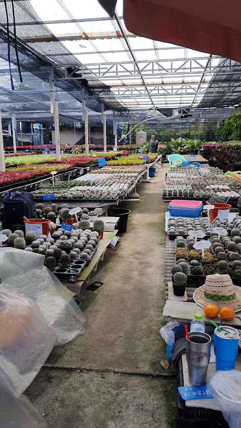 ตลาดขายส่งต้นไม้ พระเงิน - 3