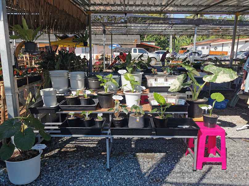ตลาดต้นไม้กระบี่น้อย - 2