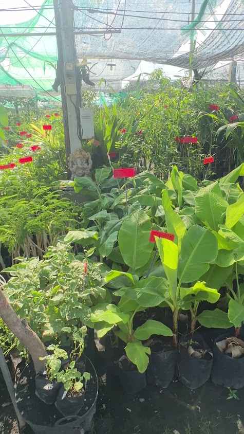 Kut Kwang Tree Market (Garden Centre) - 3