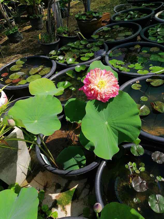 Kut Kwang Tree Market (Garden Centre) - 4