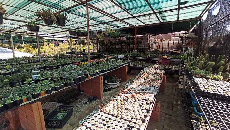 Chatuchak Udon Tree Market