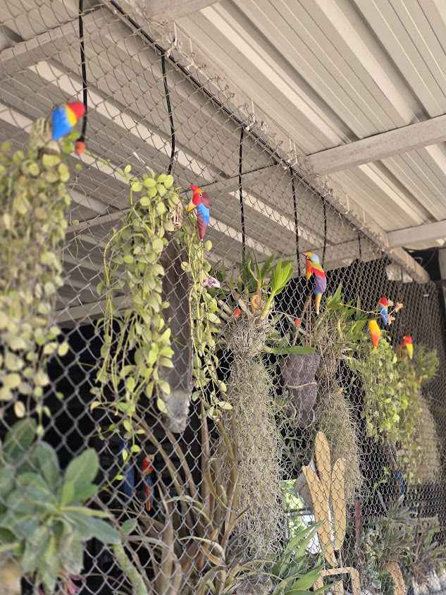 Chatuchak Plant Market - 2