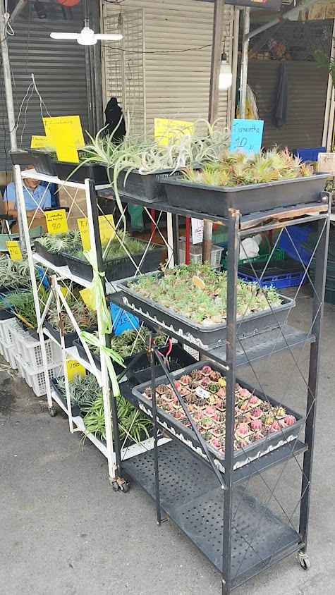 Chatuchak Plant Market - 3