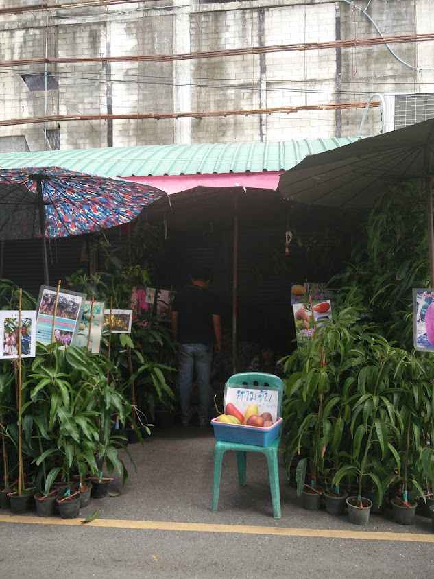 Chatuchak Plant Market - 4