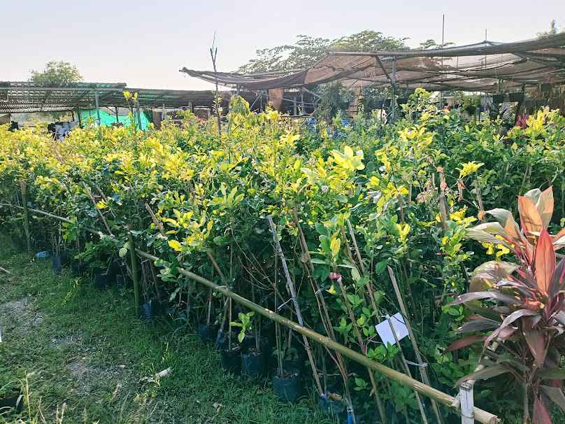 ตลาดต้นไม้ชุมแพ - 2
