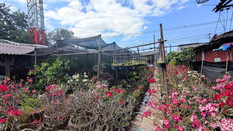 ตลาดต้นไม้ชุมแพ - 3