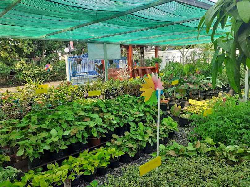 ตลาดต้นไม้ชุมแพ - 4