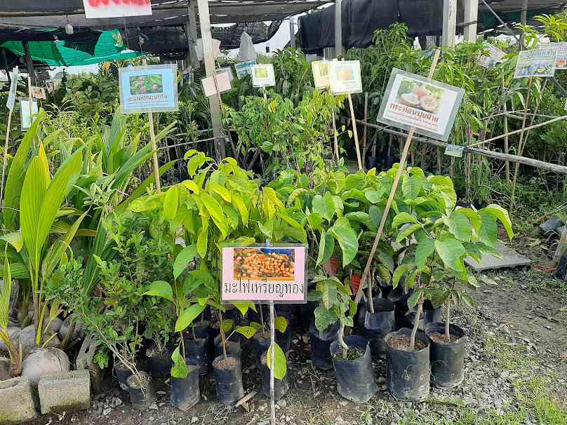 ตลาดต้นไม้ท่าเสด็จ - 2