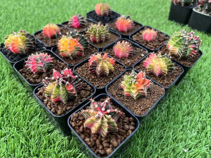 ตลาดต้นไม้บ้านเพ - 2