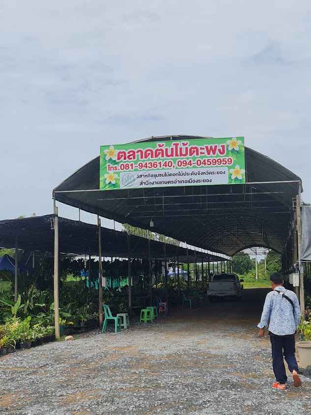 ตลาดต้นไม้บ้านเพ - 3