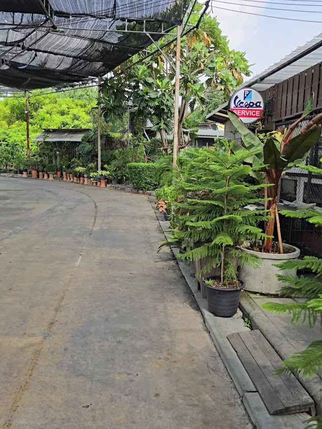 ตลาดต้นไม้ปทุมธานี - 3