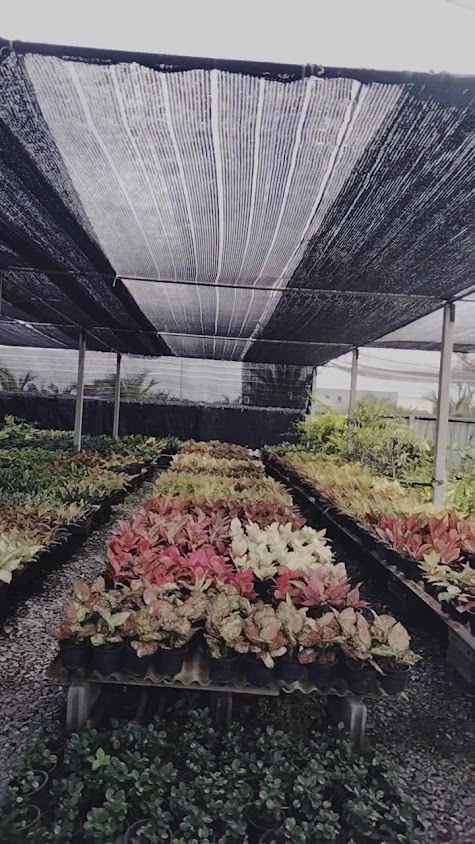 ตลาดต้นไม้พระเงินรุ่งเรือง - 4