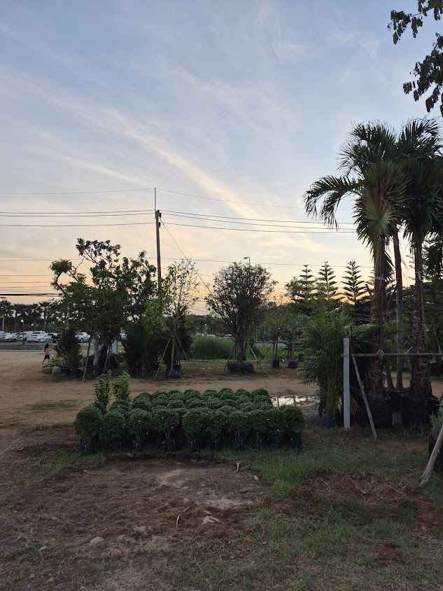 ตลาดต้นไม้มาบประชัน ลุงตู่พันธุ์ไม้