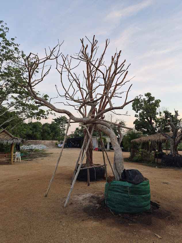 ตลาดต้นไม้มาบประชัน ลุงตู่พันธุ์ไม้ - 4