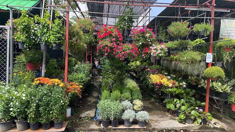 ตลาดต้นไม้สวนทับช้าง - 2