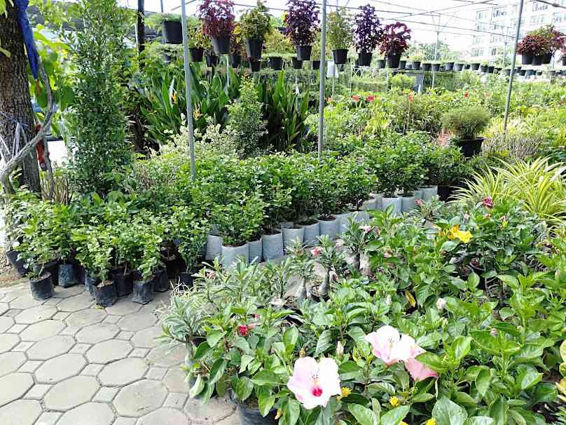 Suk Sawat Plant Market - 3