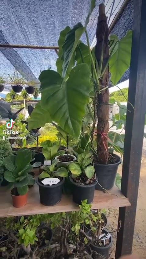 ตลาดต้นไม้หัวมุม - 3
