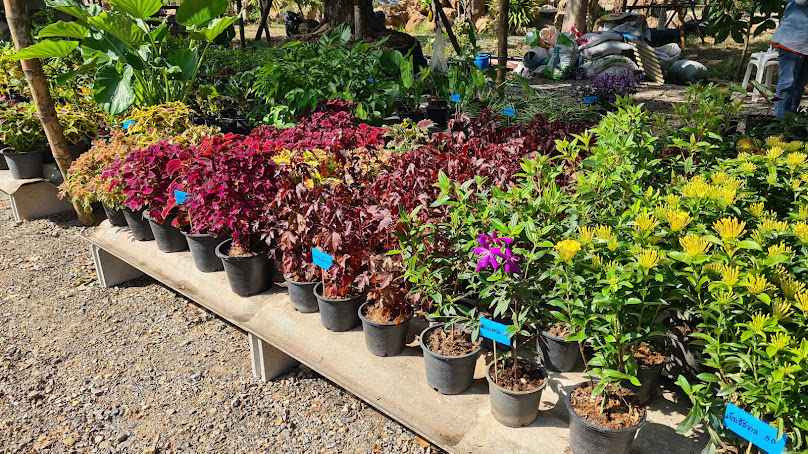 ตลาดต้นไม้เขาขวาง ราชบุรี