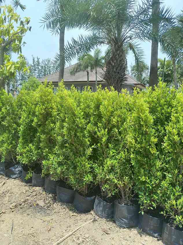 ตลาดต้นไม้เขาขวาง ราชบุรี - 3